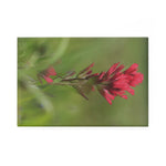 Red Paintbrush Button Magnet, Rectangle (1 & 10 pcs)