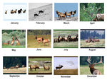 2025 Elk Calendar