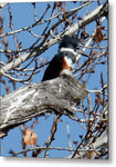 Female Kingfisher - Metal Print