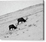 Foraging Through the Snow - Canvas Print