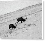 Foraging Through the Snow - Canvas Print