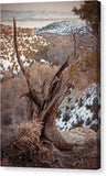 Gnarled Sentinel  - Canvas Print