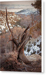 Gnarled Sentinel  - Canvas Print