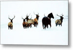 Horse Shoo 1 - Metal Print