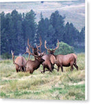 A Mess of Elk - Canvas Print