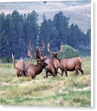 A Mess of Elk - Canvas Print