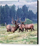 A Mess of Elk - Canvas Print