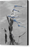 Blue Damselflies - Canvas Print