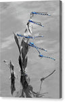 Blue Damselflies - Canvas Print