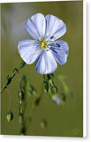 Blue Flax - Canvas Print