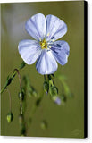 Blue Flax - Canvas Print