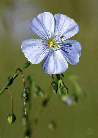 Blue Flax - Art Print