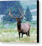 Regal Bull - Canvas Print