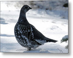 Grouse - Metal Print