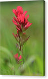 Indian Paintbrush dry brush - Canvas Print