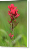 Indian Paintbrush dry brush - Canvas Print