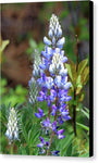 Lupine dry brush - Canvas Print