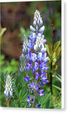 Lupine dry brush - Canvas Print