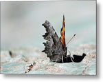 Ragged Wings - Metal Print