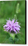 Wild Bergamot - Canvas Print