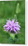 Wild Bergamot - Canvas Print