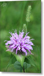 Wild Bergamot - Metal Print