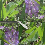 Wyoming Wildflowers