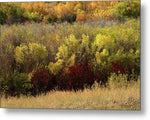 A Fall Display - Metal Print