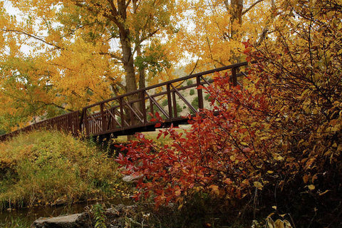 A Walk Through Autumn - Art Print