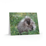 Porcupine Pose Greeting Cards (8, 16, & 24 pcs)