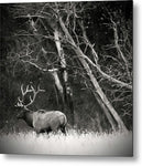 At Meadows Edge - Metal Print