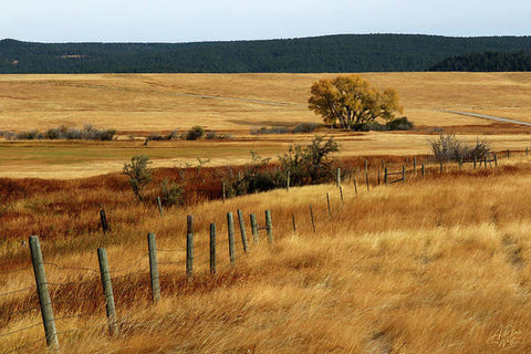 Autumn Fence Line - Art Print