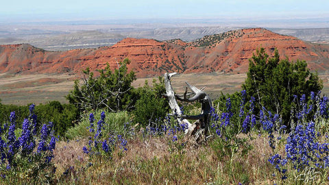 Beauty of the Big Horn Basin - Art Print