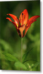 Beauty on the Forest Floor - Metal Print