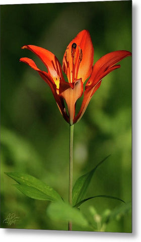 Beauty on the Forest Floor - Metal Print