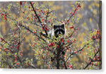 Berry Bandit 9 - Canvas Print