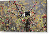 Berry Bandit 9 - Canvas Print