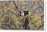 Berry Bandit 9 - Canvas Print