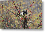 Berry Bandit 9 - Metal Print