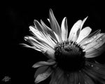 Black and White Flower - Art Print