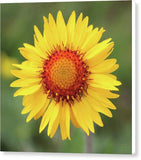 Blanket Flower - Canvas Print