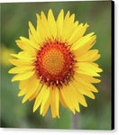 Blanket Flower - Canvas Print