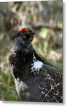 Blue Grouse - Metal Print