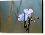 Blue in the Meadow - Canvas Print