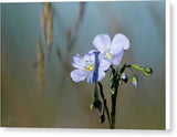 Blue in the Meadow - Canvas Print