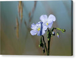 Blue in the Meadow - Canvas Print