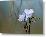 Blue in the Meadow - Metal Print