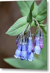 Bluebells - Metal Print