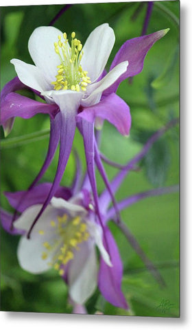 Columbine - Metal Print