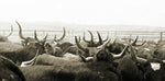 Corralled Corrientes 2 - Art Print